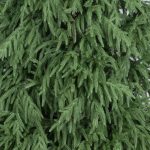 Dettaglio dei rami in PE dell’albero di Natale artificiale Monterey 210 cm, verde